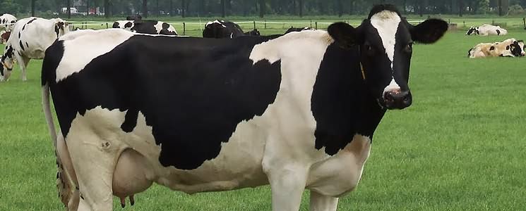 Indian AH Industry :: Indian Federation of Animal Health Companies (INFAH) Indian AH Industry :: Indian Federation of Animal Health Companies (INFAH)