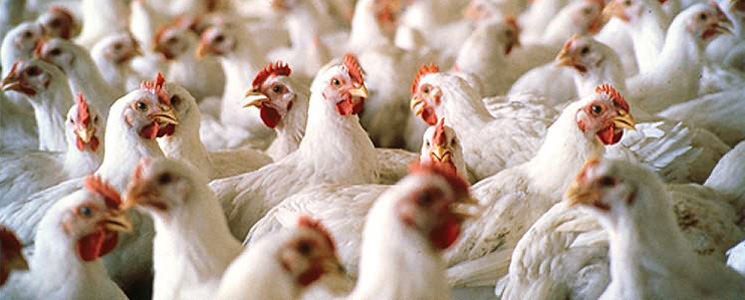 Indian AH Industry :: Indian Federation of Animal Health Companies (INFAH) Indian AH Industry :: Indian Federation of Animal Health Companies (INFAH)